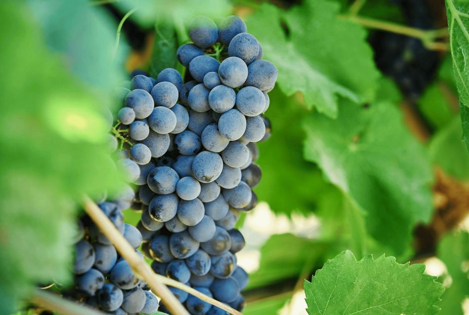Oil & Wine Tasting - Organic Wine Tasting: What You’re Really Learning