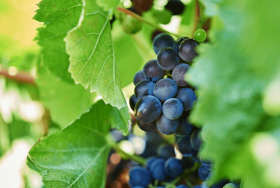 Oil & Wine Tasting - Food Pairing That Keeps You Comfortable (And Helps You Taste)