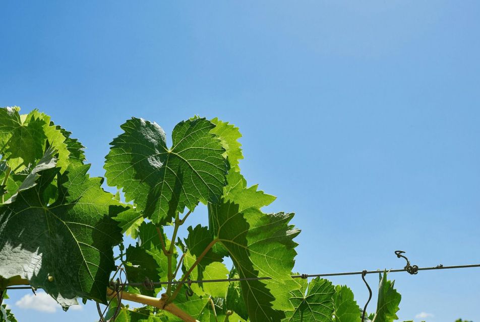 Oil & Wine Tasting - Shopping Stop: Bring Home the Flavor (If You Want To)