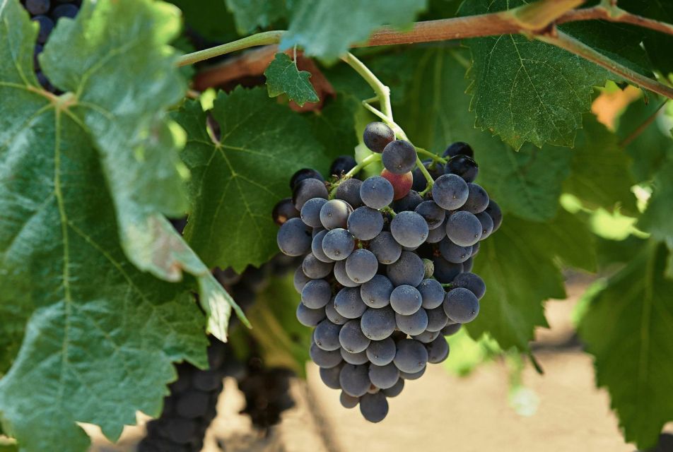 Oil & Wine Tasting - Entering a Sicilian Baglio Courtyard (Then Following the Story)