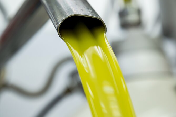 Olive harvest, visit to the oil mill and typical lunch - Harvest Time With Traditional Tools: Your Role in the Process