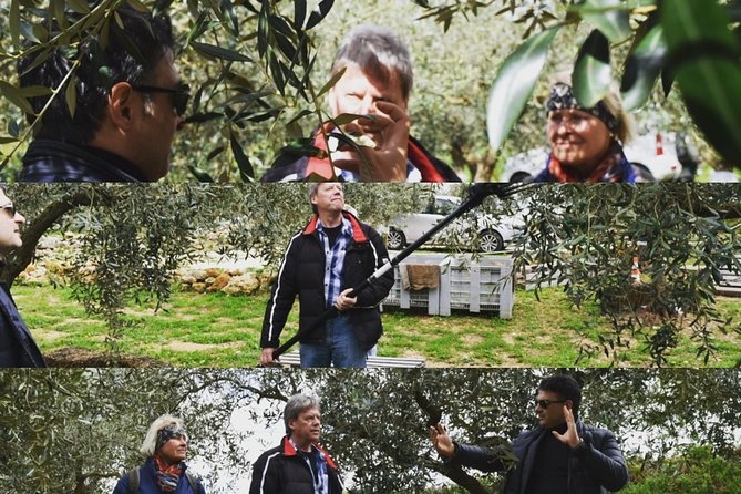 Olive Oil Experience - Olive Oil in the Agrigento Hills: What Makes This One Different
