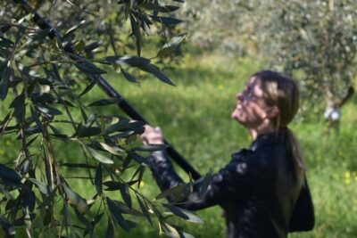 Olive Oil Experience - Your 4-Hour Schedule at Amodeo’s Farm (And Why Each Part Works)