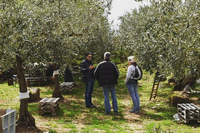 Olive Oil Experience - Price and Value: Does It Make Sense at $266.06?