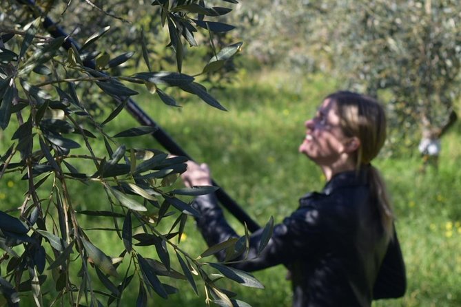 Olive Oil Experience - Your 4-Hour Schedule at Amodeo’s Farm (And Why Each Part Works)