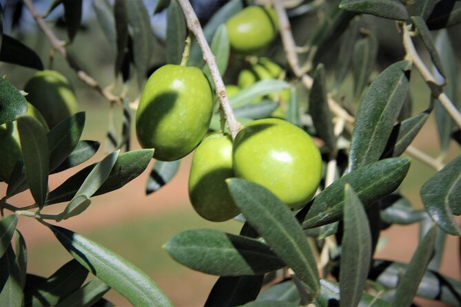 Olive Oil Tasting & Historic Olive Mill Tour in Ragusa area - Erbesso DOP Monti Iblei: the main tasting you should pay attention to