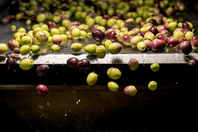 Olive Oil Tour Visit to the oil mill and olive oil tasting - Key Things You’ll Remember