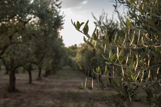 Olive Oil Tour Visit to the oil mill and olive oil tasting - Walking the Olive Groves: What You Learn Between the Trees