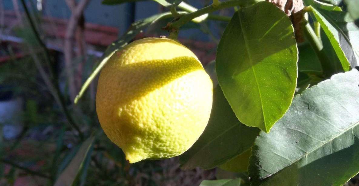 Palermo: Cooking and Limoncello Class - From Capo Market to a Sicilian Kitchen