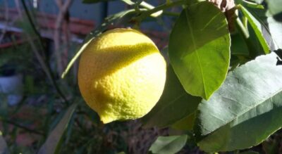 Palermo: Cooking and Limoncello Class - Patrizia’s 3-course Sicilian menu: what you’ll cook