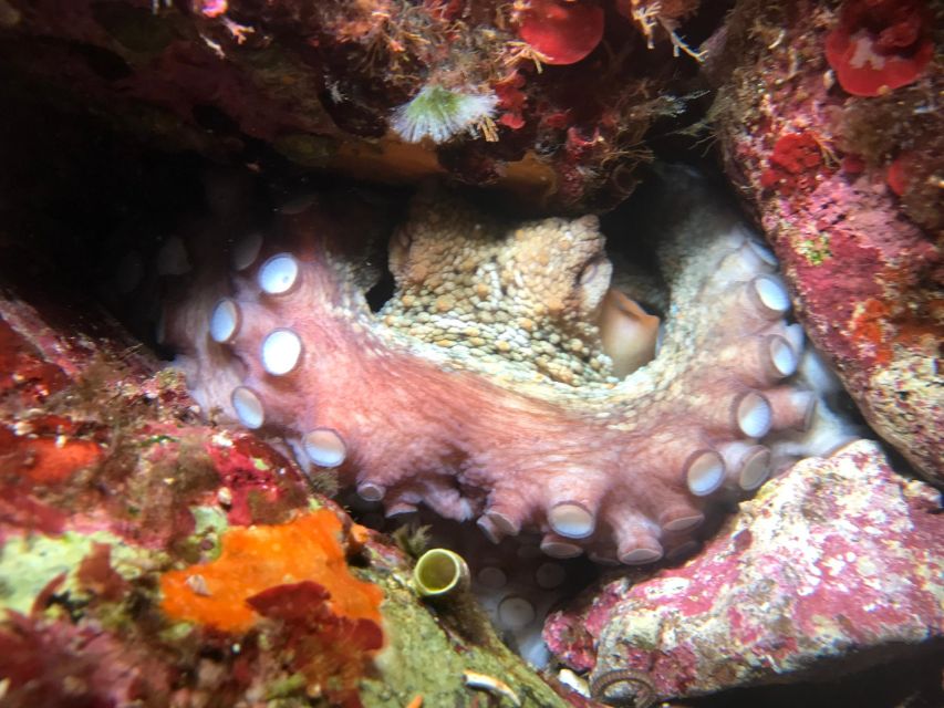 Palermo: Full-Day Snorkeling Boat Tour with Lunch and Wine - Malpasso and Avamposto / Marine Protected Area: the meaning behind the spots