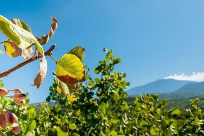 Private Etna tour and pistachio lunch in a pistachio farm - Stop 1: Mt. Etna, Where You See Old and New Lava