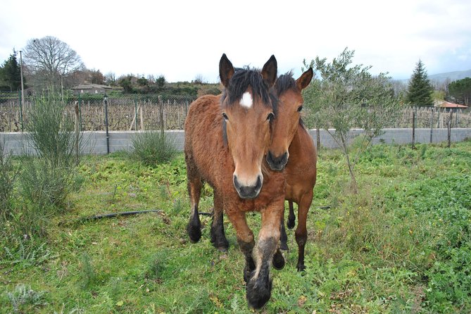 Private Horseback Riding Tour on Etna Area + Traditional Lunch - The Traditional Lunch: A Sicilian Feast With Local Wine