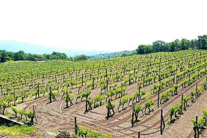 Private tour of Etna with food and wine tasting in the cellar - The Return Drive: Mediterranean Towns and Architectural Variety