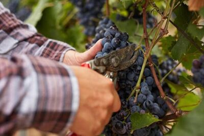 Private visit to the cellars of Etna with wine tasting - What the ride feels like: 4×4 and minivan options
