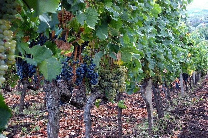 Private visit to the cellars of Etna with wine tasting - The winery stops: what you might see (and what to ask)