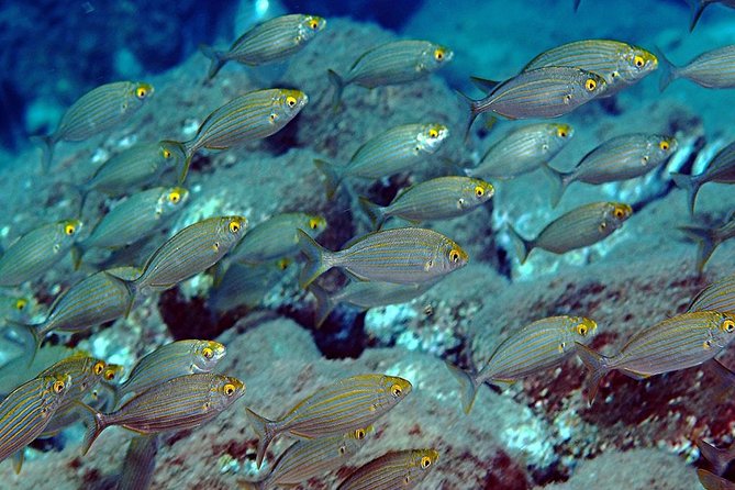 Relaxing snorkeling tour at the Isola Bella Marine Park Taormina - Quick feel for what you’ll get on this tour