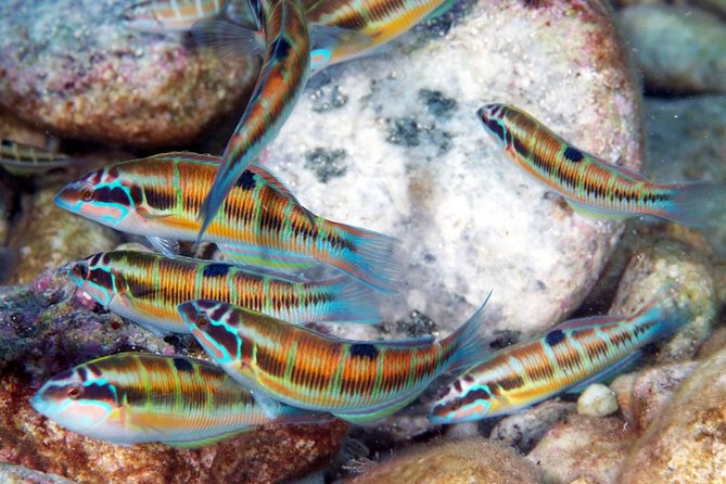 Relaxing snorkeling tour at the Isola Bella Marine Park Taormina - What you’re really paying for: value at $71.90