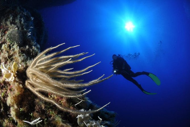 Scuba Diving Experience - Key Highlights Worth Marking in Your Calendar