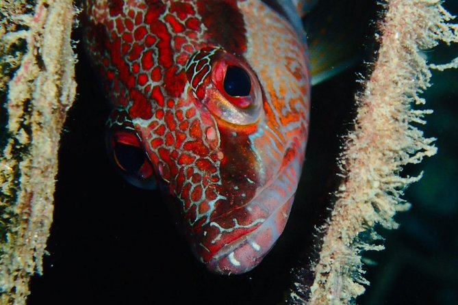 Scuba Diving Experience in Taormina - Safety Briefings and the Buddy-Guide Balance