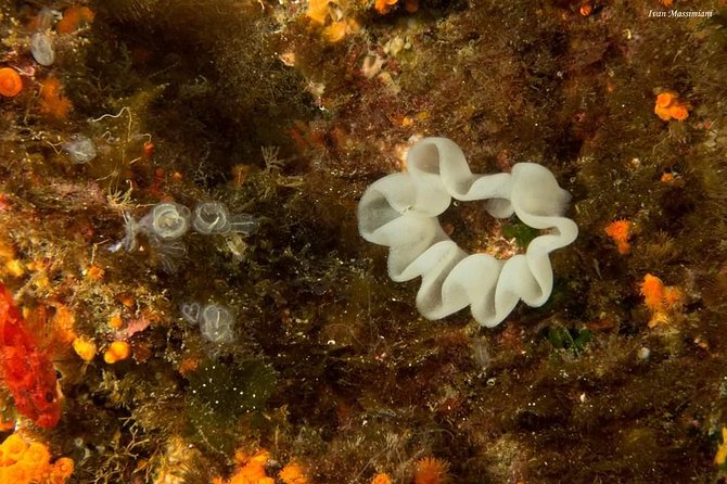 Scuba Experience - Ancient lava flows: what you’ll likely notice underwater