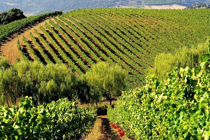 Sicilian Winery Tour with Wine Tasting from Palermo - Why Baglio di Pianetto works so well for a short Palermo visit
