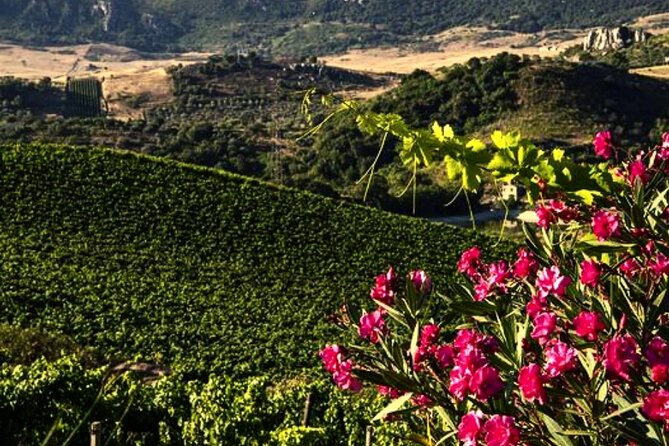 Sicilian Winery Tour with Wine Tasting from Palermo - Practical tips for your day at Pianetto