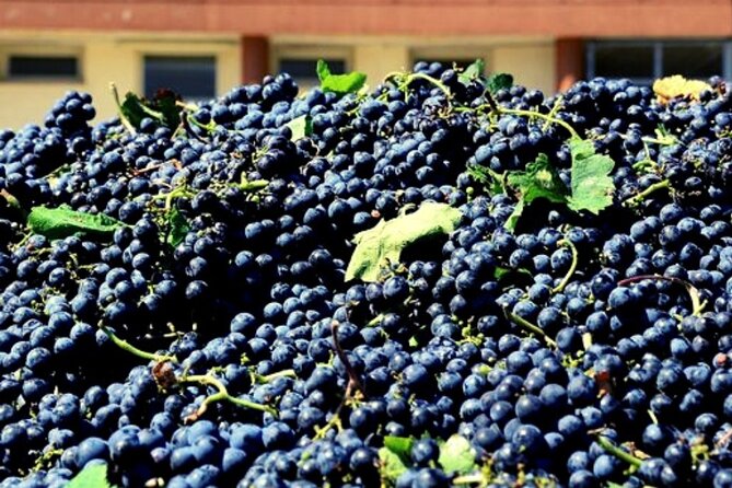 Sicilian Winery Tour with Wine Tasting from Palermo - Should you book this Sicilian winery tour from Palermo?
