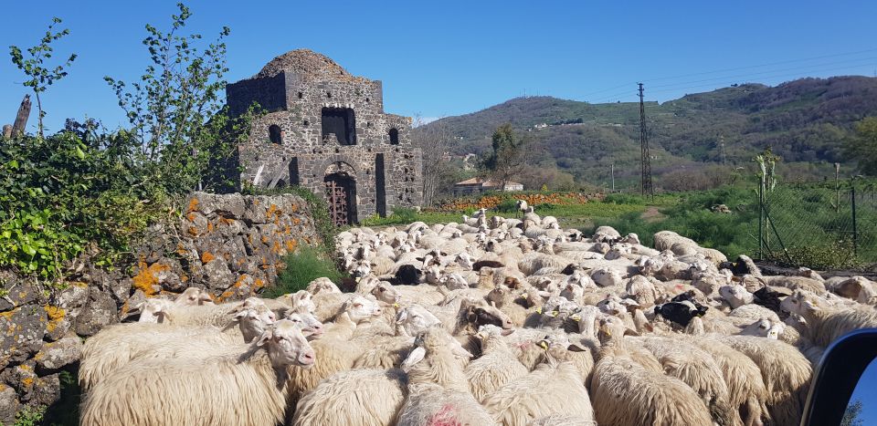 Sicily: Mount Etna 4x4 Jeep Tour with Lava Caves & Forests - How the day eats: wine roads, Etna DOC vineyards, and lunch with local flavor