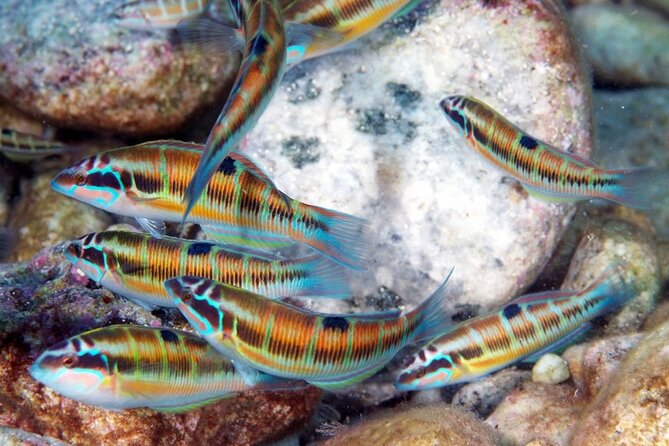Snorkeling at Isola Bella Marine Park Taormina - Isola Bella Marine Park snorkeling: what your time in the water looks like