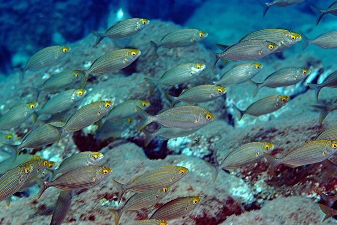 Snorkeling at Isola Bella Marine Park Taormina - English on board and the odds of meeting other language groups
