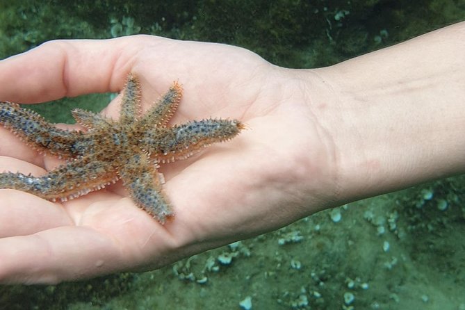 Snorkeling in Ustica (observation of marine flora and fauna) - Cala Sidoti: Where Ustica’s snorkel starts