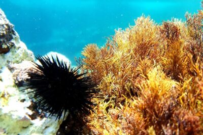 Snorkeling in Ustica (observation of marine flora and fauna) - What you’ll spot: groupers, posidonia, salemas, sea urchins