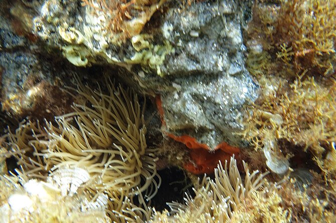 Snorkeling in Ustica (observation of marine flora and fauna) - Price and value: why €17.79 can feel fair
