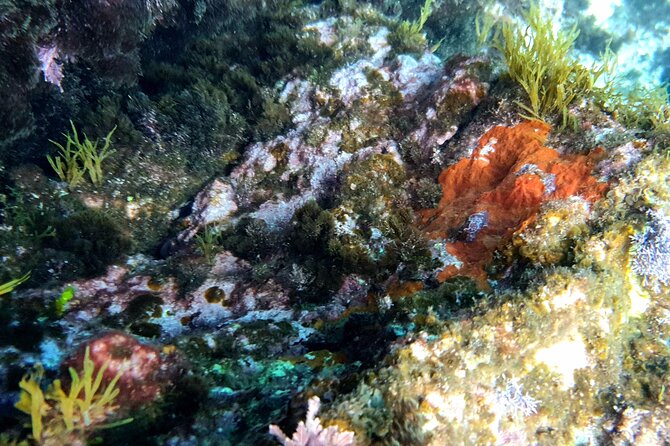 Snorkeling in Ustica (observation of marine flora and fauna) - Weather reality and who this snorkeling tour fits best