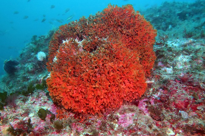 Snorkeling tour around the Isola Bella Nature Reserve - Your 90-minute route: Isola Bella, the Blue Grotto, and Cape of Taormina