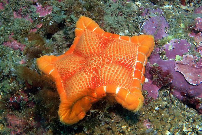 Snorkeling tour around the Isola Bella Nature Reserve - What you’ll see under the water: fish, algae, sea stars, and more