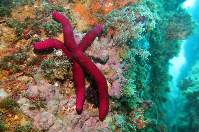 Snorkeling tour around the Isola Bella Nature Reserve - Who should book this snorkeling tour (and who might skip it)