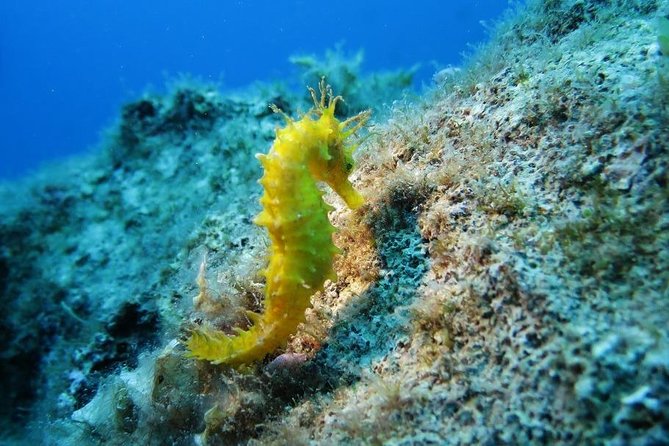 Snorkeling Tour Coast to Coast Taormina and Isola Bella - Quick hits before you go