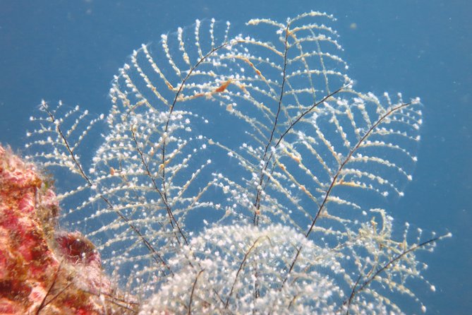 Snorkeling Tour Coast to Coast Taormina and Isola Bella - Who should book this snorkeling tour