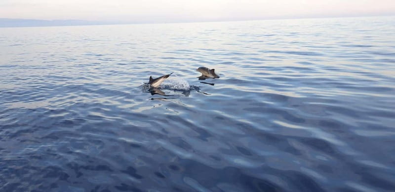 Sunset tour in search of dolphins with aperitif - Key points before you go