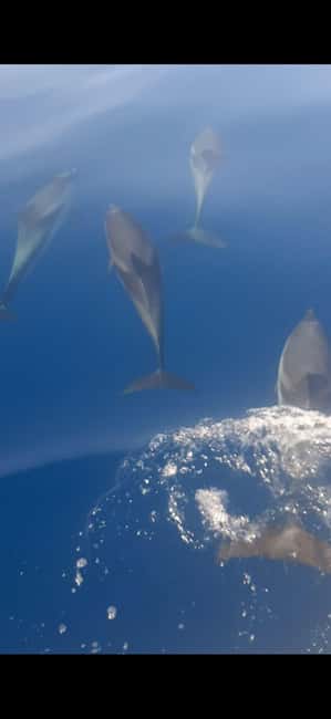 Sunset tour in search of dolphins with aperitif - Giardini Naxos to Taormina: the coastline you actually get to see