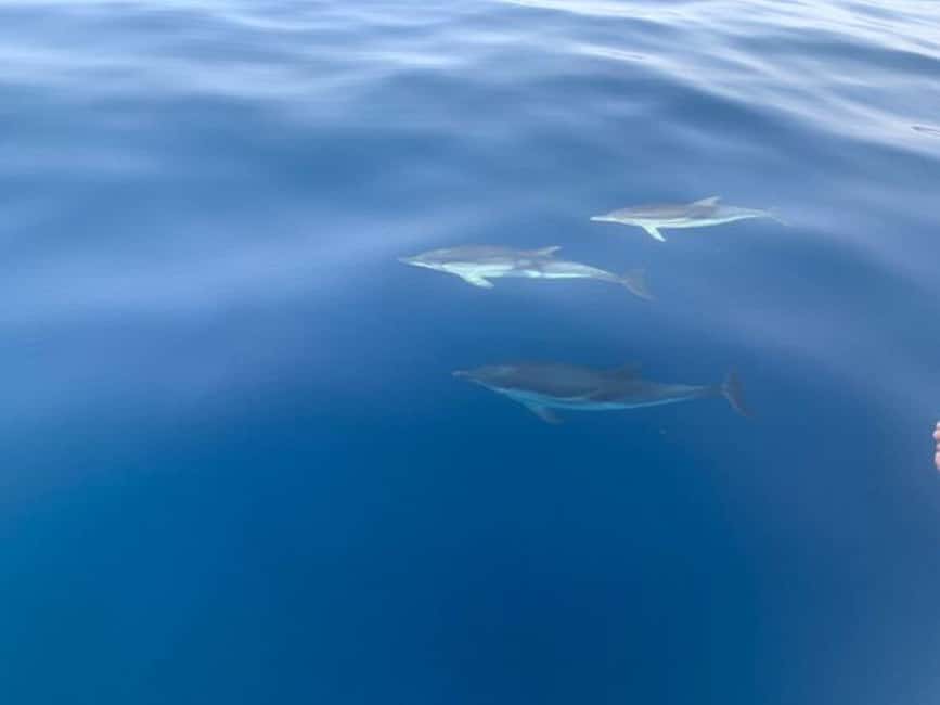Sunset tour in search of dolphins with aperitif - The 20–30 minute swim stop: best part of the sea, fastest