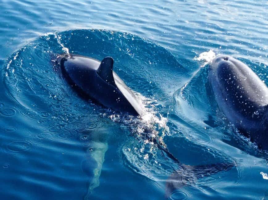 Sunset tour in search of dolphins with aperitif - Sailing highlights you’ll notice, even if you only half-try