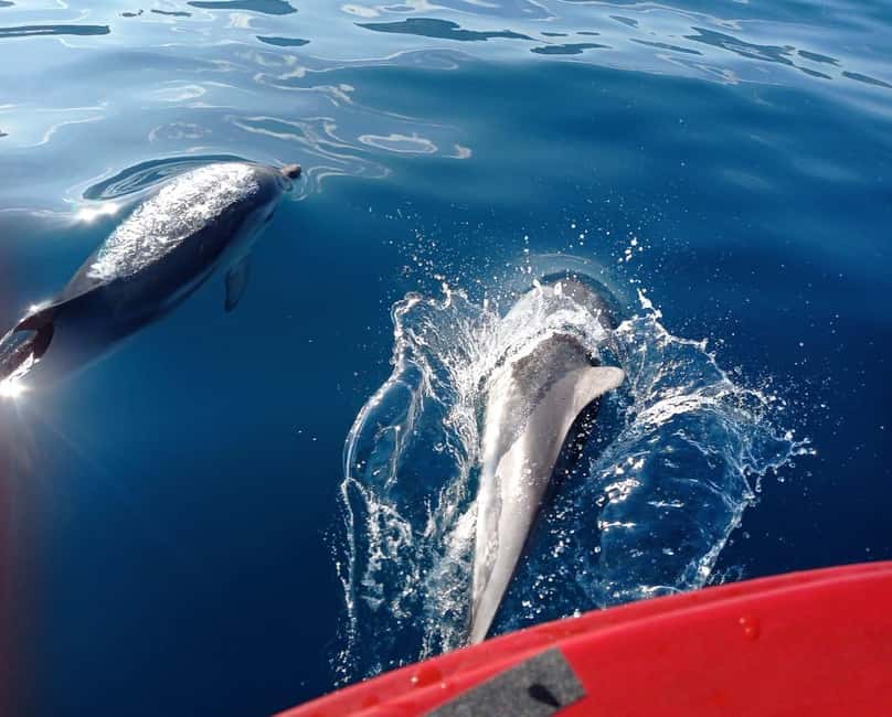 Sunset tour in search of dolphins with aperitif - What to bring so the sea breeze doesn’t ruin your mood