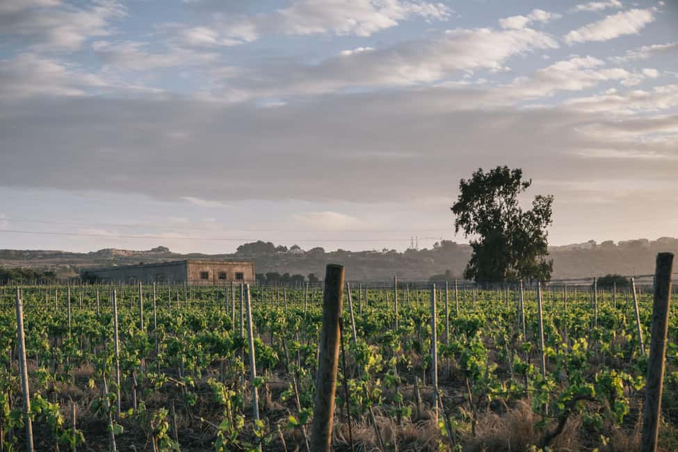 Syracuse: Exclusive Sicilian Wine Tasting Experience - Key highlights I’d put first