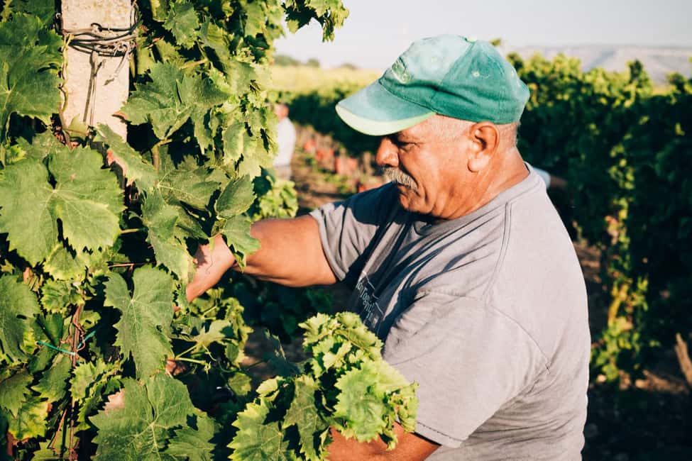Syracuse: Exclusive Sicilian Wine Tasting Experience - Walking the estate: vineyards, an exotic garden, and that Greek fortress