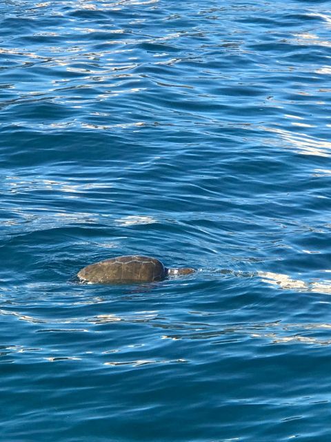 Syracuse:Boat tour Ortigia,Pillirina and seacaves - From Ortigia canal out to the sea caves: how the day flows in 2 hours