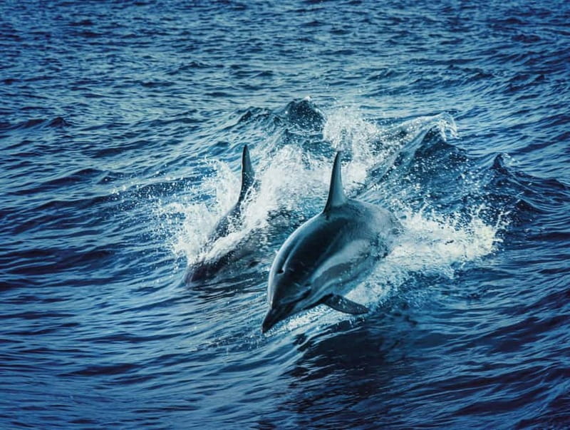 Taormina and Giardini Naxos: 2 Hour Dolphin Tour & Grotto - Key highlights that matter