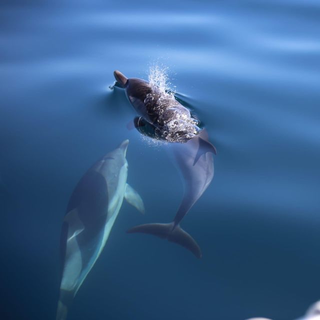 Taormina Coast Tour and Searching Dolphins - Key Things to Know Before You Go